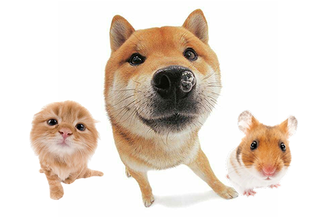 귀여운 동물 캐릭터